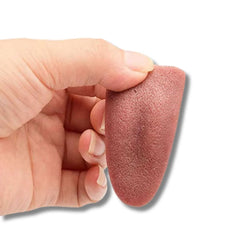 2 Lenguas Falsas Realistas para Bromas Exhibido en una mano