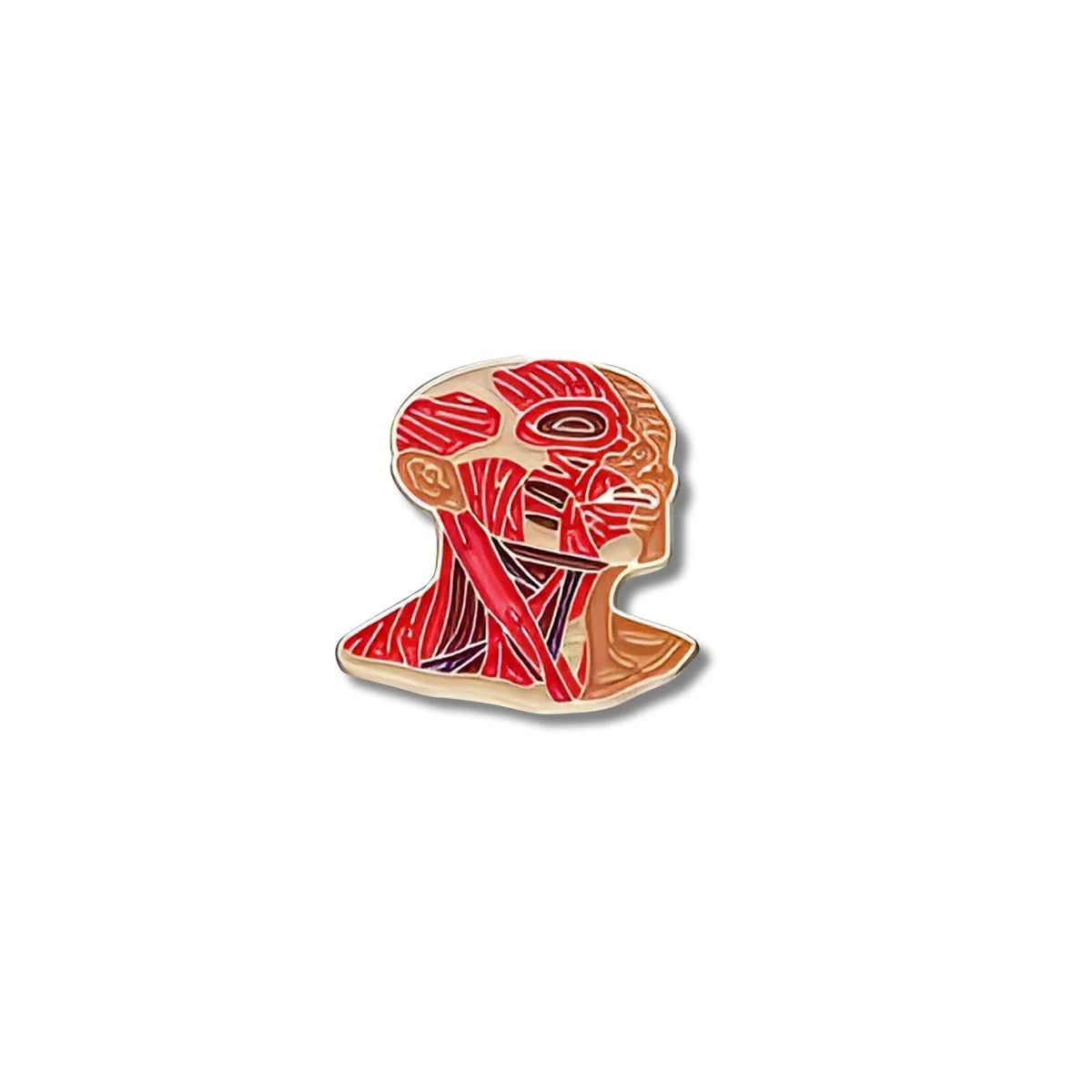 Pin Metálico Cabeza Anatómica Músculos